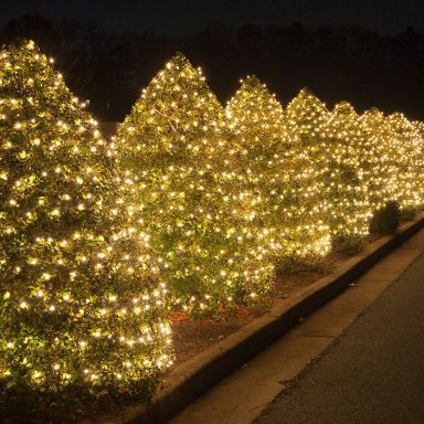 Row of evergreen trees adorned with warm white lights at night.